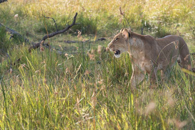 © Sunway Safaris / Bruce Taylor